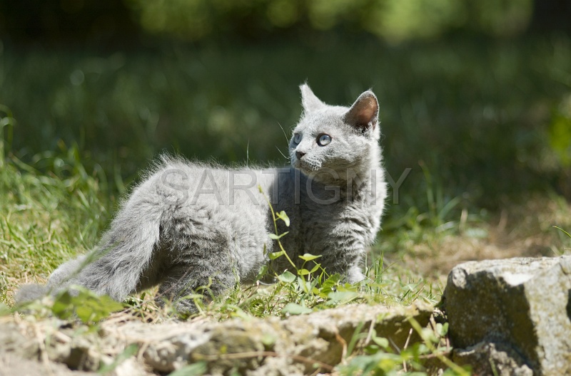 BRITISH SHORTHAIR C015.jpg